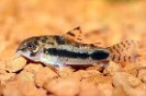 Corydoras habrosus — 1